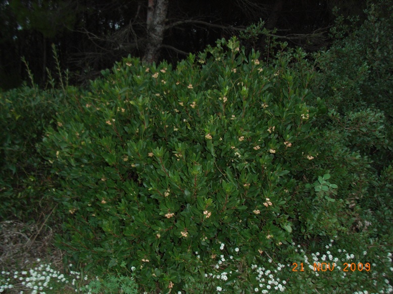 Arbutus unedo